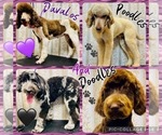 Small breeder photo