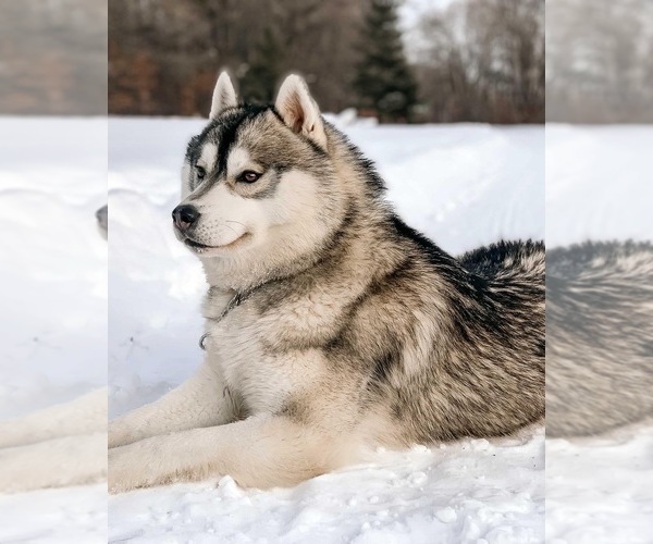 Medium Photo #2  Breeder Profile in STAPLES, MN, USA