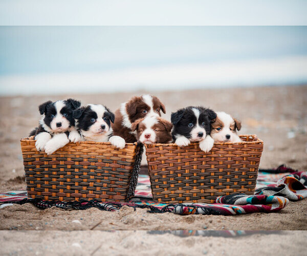 Medium Photo #12  Breeder Profile in BRYANTOWN, MD, USA