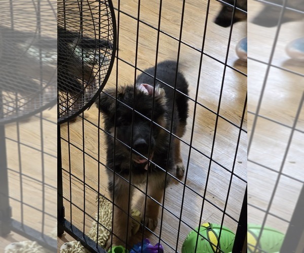 Medium Photo #7  Breeder Profile in LA FAYETTE, NY, USA