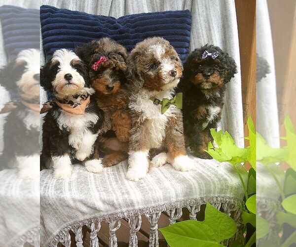 Medium Photo #1  Breeder Profile in MILLERSBURG, IN, USA