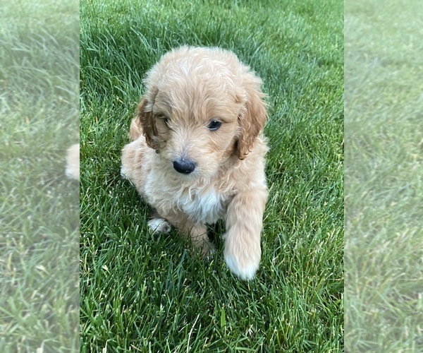 Medium Photo #1  Breeder Profile in BECKS MILLS, OH, USA