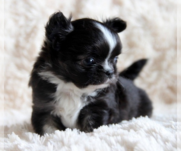 Medium Photo #1  Breeder Profile in NATCHITOCHES, LA, USA