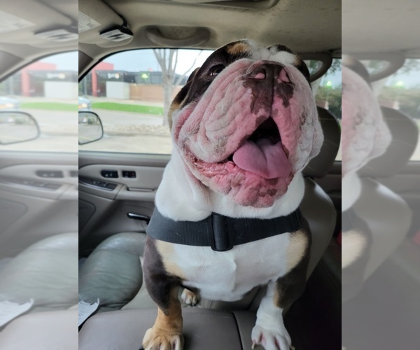 Medium Photo #1  Breeder Profile in POINT, TX, USA