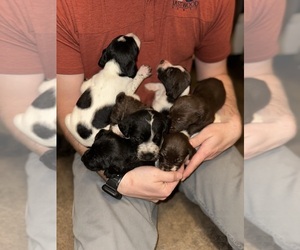 German Shorthaired Pointer-Labradoodle Mix Dog Breeder near NORTH AUGUSTA, SC, USA