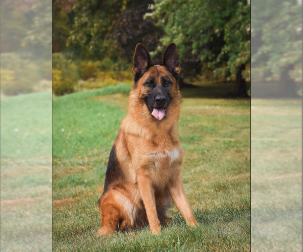 Medium Photo #1  Breeder Profile in GARLAND, ME, USA