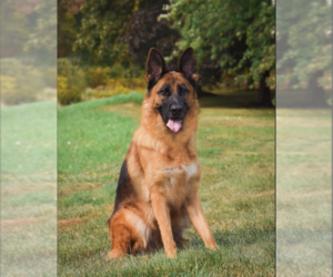 German Shepherd Dog Dog Breeder near GARLAND, ME, USA