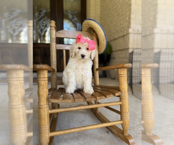 Medium Photo #15  Breeder Profile in MAGNOLIA, TX, USA