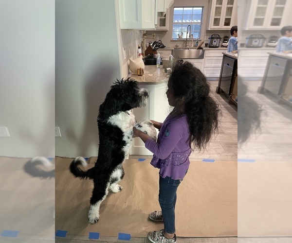 Medium Photo #52  Breeder Profile in BAYTOWN, TX, USA