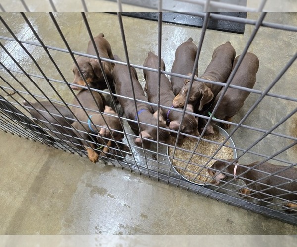 Medium Photo #23  Breeder Profile in COLUMBIA CITY, IN, USA