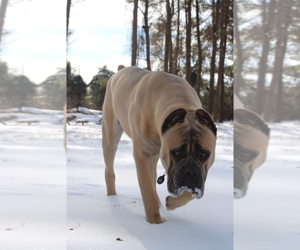 Medium Photo #2  Breeder Profile in BLADENBORO, NC, USA