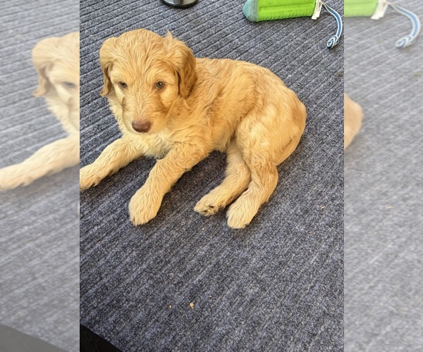 Medium Photo #2  Breeder Profile in CORVALLIS, OR, USA