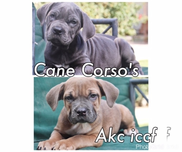 Medium Photo #1  Breeder Profile in LITTLEROCK, CA, USA