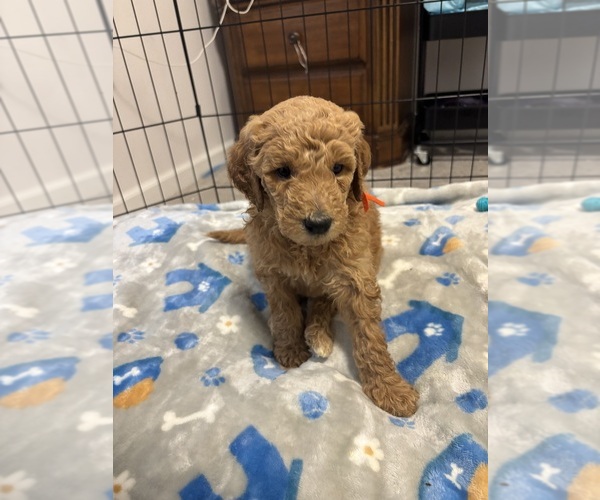 Medium Photo #19  Breeder Profile in CEDAR RAPIDS, IA, USA