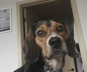 Beagle Dog Breeder near MADISON, WI, USA