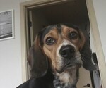 Small breeder photo