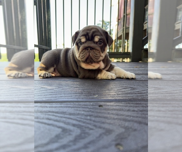 Medium Photo #2  Breeder Profile in RINGGOLD, GA, USA