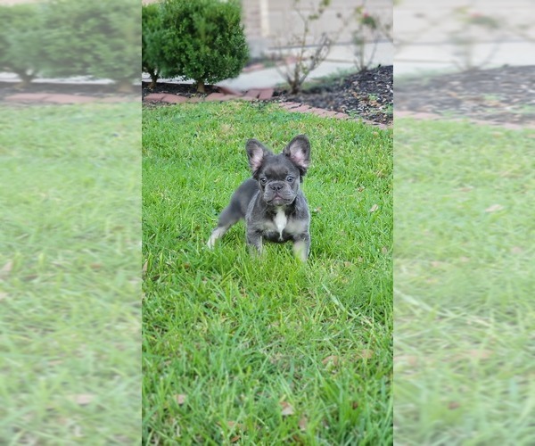 Medium Photo #1  Breeder Profile in HOUSTON, TX, USA