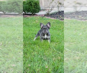 French Bulldog Dog Breeder near HOUSTON, TX, USA