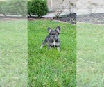 Small breeder photo