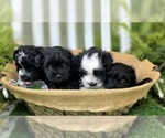 Small breeder photo