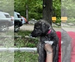 Small #33 Breeder Profile image