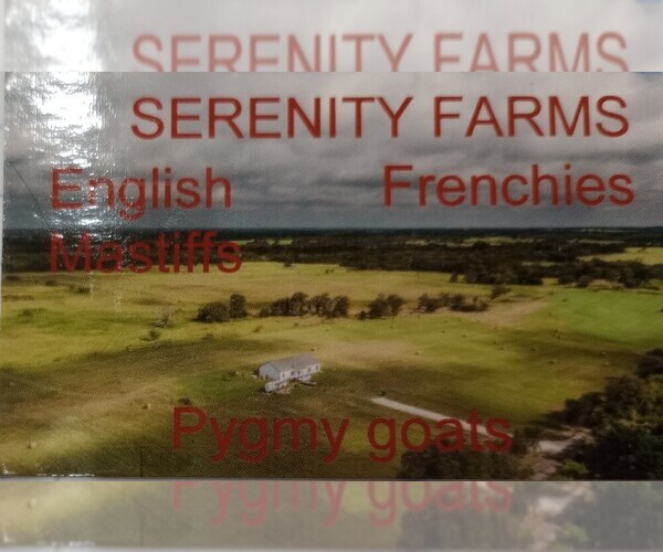 Medium Photo #1  Breeder Profile in TENN COLONY, TX, USA