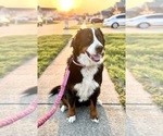 Small #12 Breeder Profile image