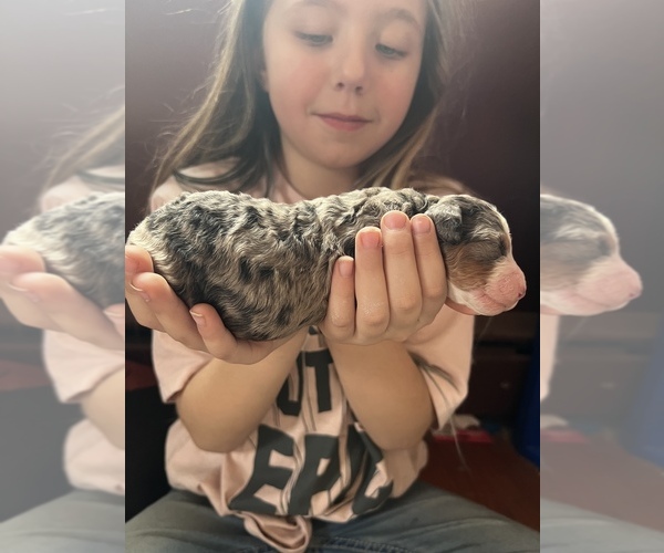 Medium Photo #11  Breeder Profile in CONNEAUT, OH, USA