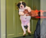 Small #29 Breeder Profile image