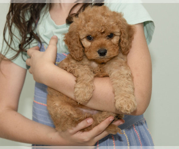 Medium Photo #15  Breeder Profile in TOPEKA, KS, USA