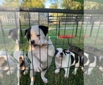 Small #43 Breeder Profile image