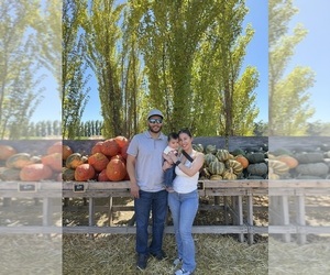 Golden Retriever Dog Breeder near VALLEJO, CA, USA