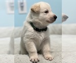 Small #1 Breeder Profile image
