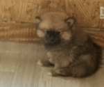 Small #12 Breeder Profile image