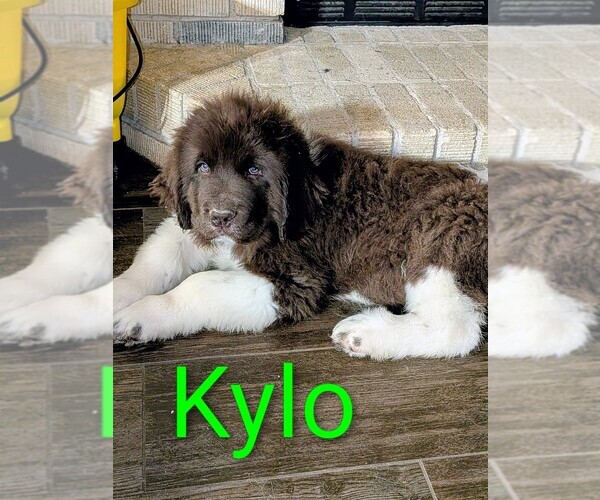 Medium Photo #27  Breeder Profile in LAS VEGAS, NV, USA