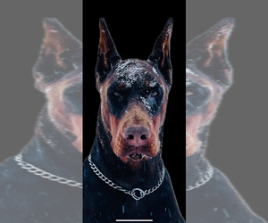 Medium Breeder Profile Photo