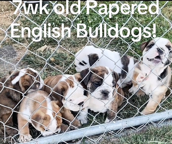 Medium Photo #1  Breeder Profile in SALEM, OR, USA