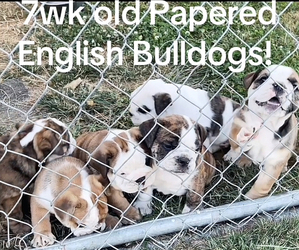 English Bulldog Dog Breeder near SALEM, OR, USA