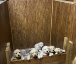 Small #3 Breeder Profile image