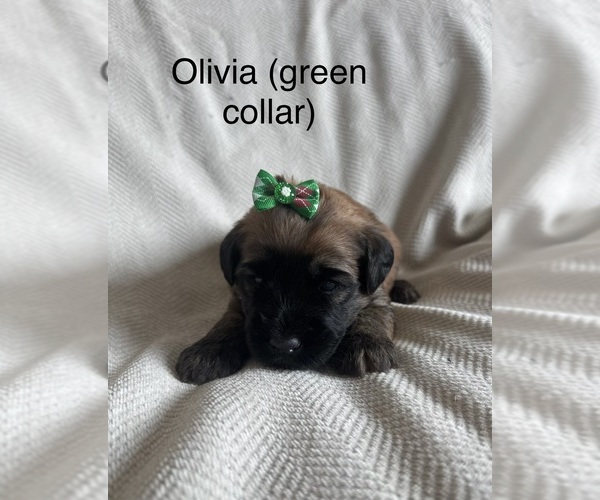 Medium Photo #10  Breeder Profile in PHOENIX, AZ, USA