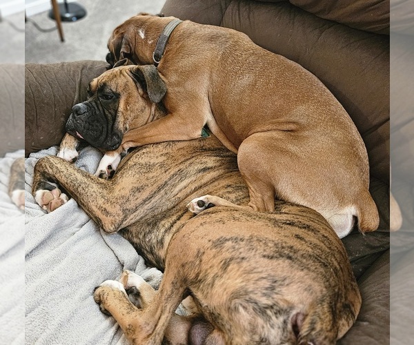 Medium Photo #1  Breeder Profile in WALTON, IN, USA