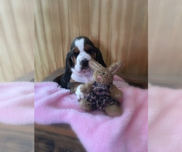 Medium Photo #1  Breeder Profile in MOLENA, GA, USA