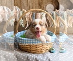 Small #8 Breeder Profile image