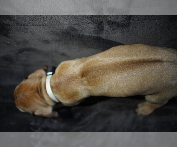 Medium Photo #3  Breeder Profile in ONEIDA, TN, USA