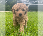Small #2 Breeder Profile image