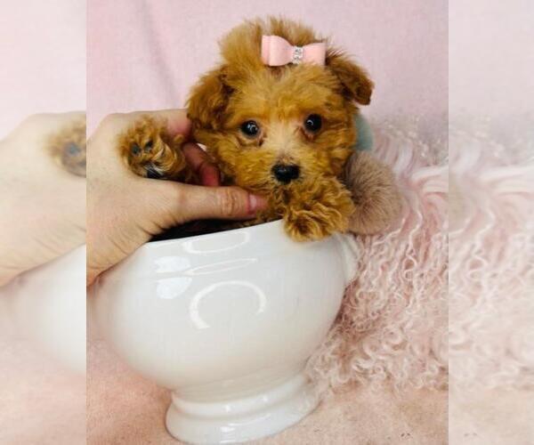 Medium Photo #21  Breeder Profile in WEST PALM BEACH, FL, USA