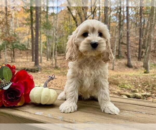 Medium Photo #5  Breeder Profile in CHRISTIANSBURG, VA, USA