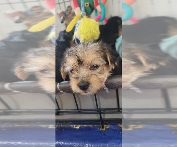 Medium Photo #316  Breeder Profile in AKRON, OH, USA