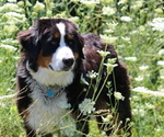 Small breeder photo